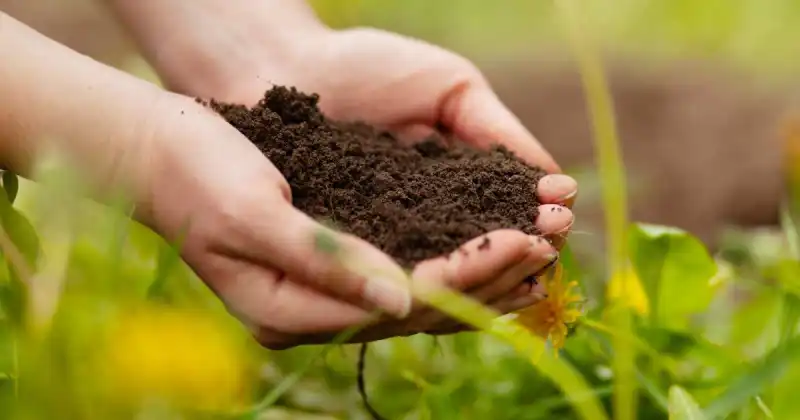 compost fertilizer meaning