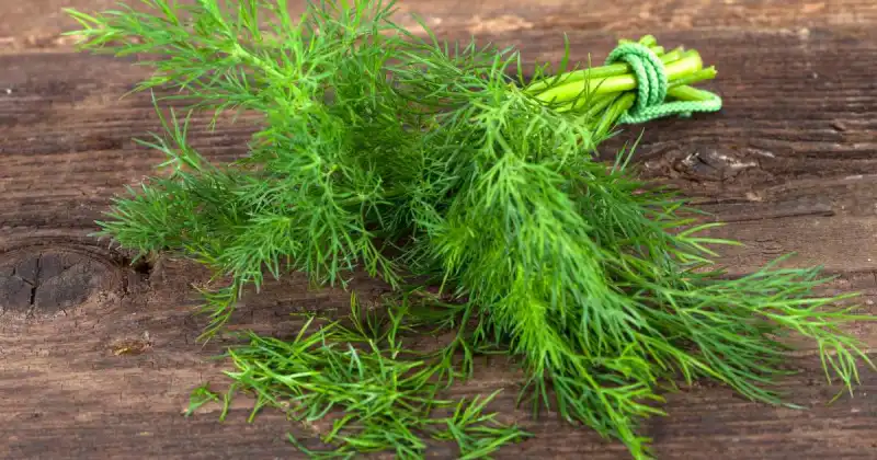 dill and mint companion planting