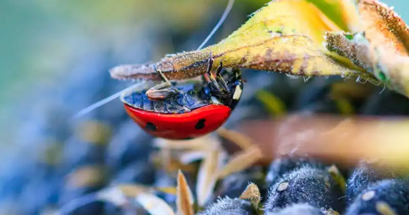 do all ladybugs eat ants