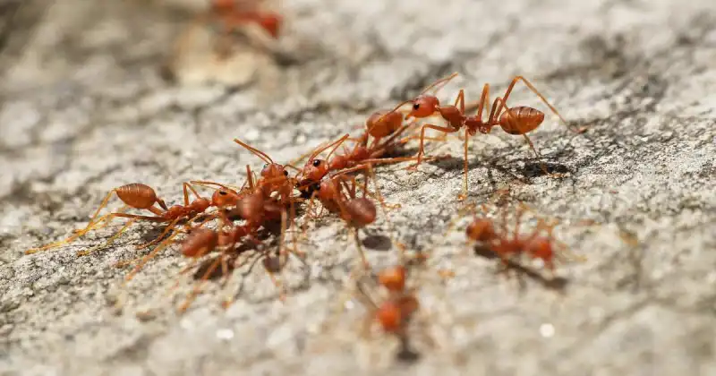 do ladybugs eat dead ants