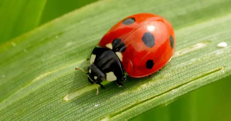 do ladybugs get rid of spiders