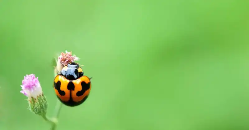 do ladybugs keep spiders away