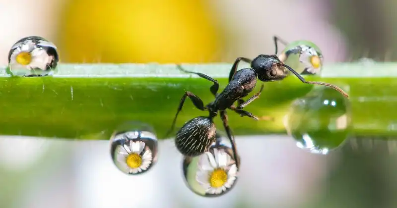 do ladybugs kill ants