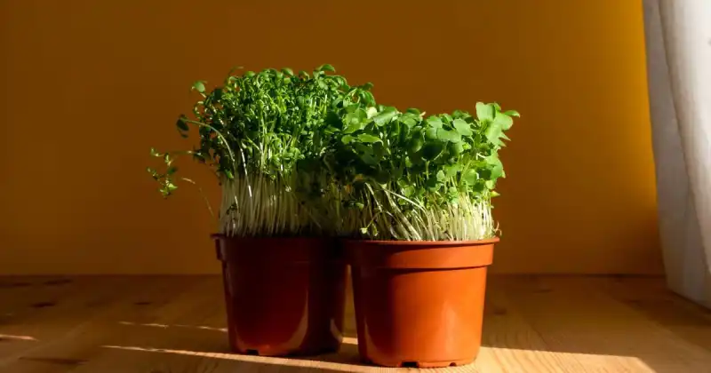 do microgreens need light to germinate