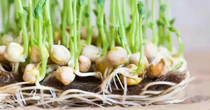 do you water microgreens during germination