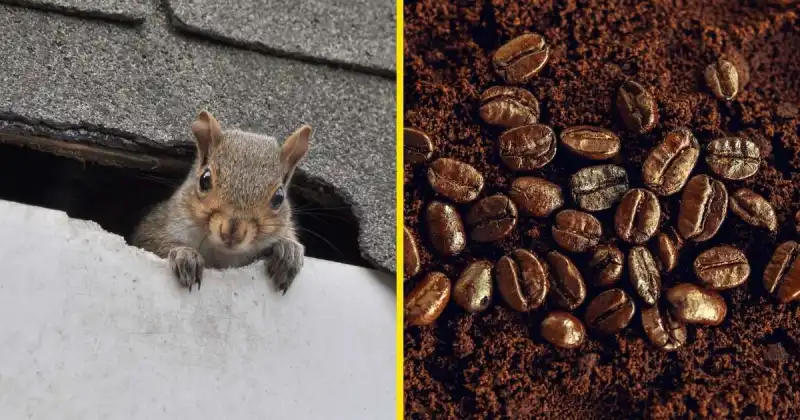 does coffee grounds keep squirrels away