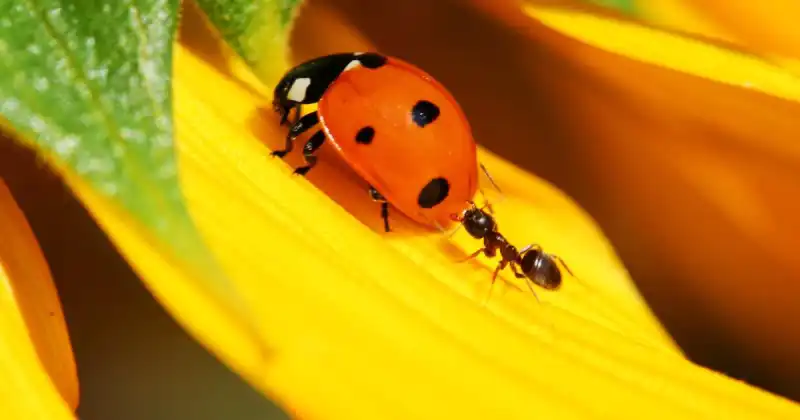 does lady bugs eat ants