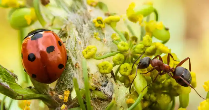 does ladybugs eat ants