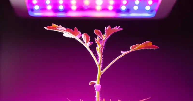 full spectrum led grow lights for microgreens