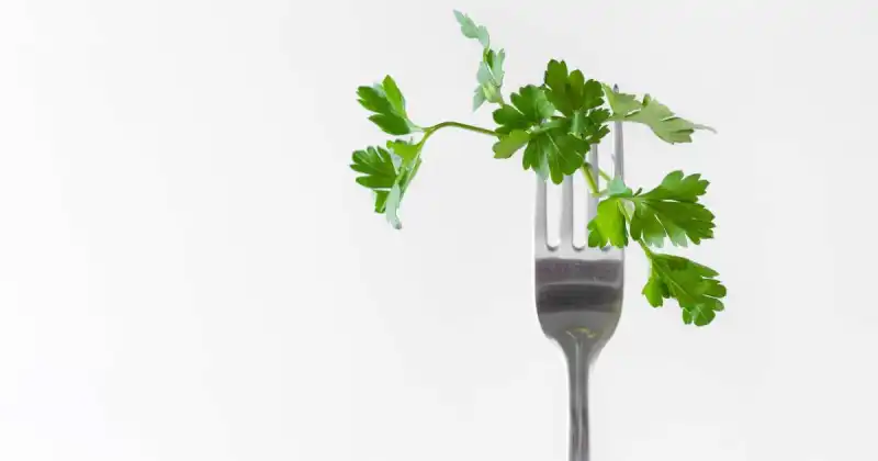 growing parsley hydroponically