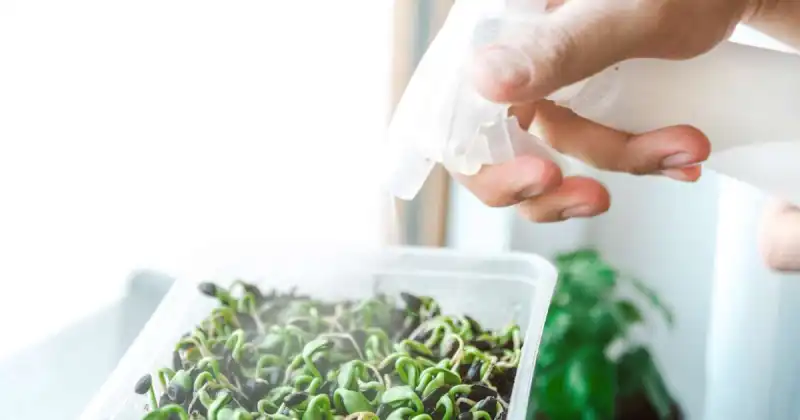 how much water do microgreens need
