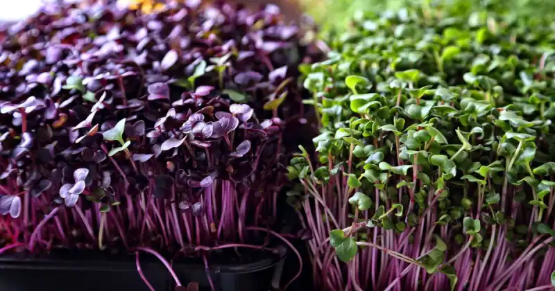 how often do you need to water microgreens