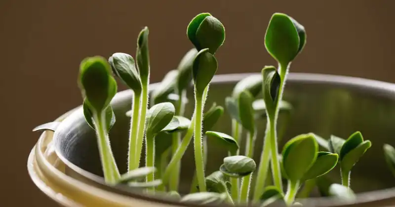 how often to water microgreens