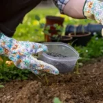 gardener crouching over young garden plants sprinkling fertilizer