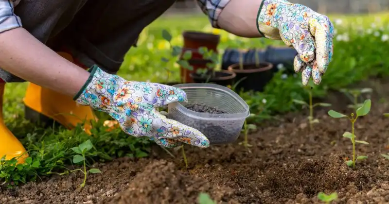 gardener crouching over young garden plants sprinkling fertilizer