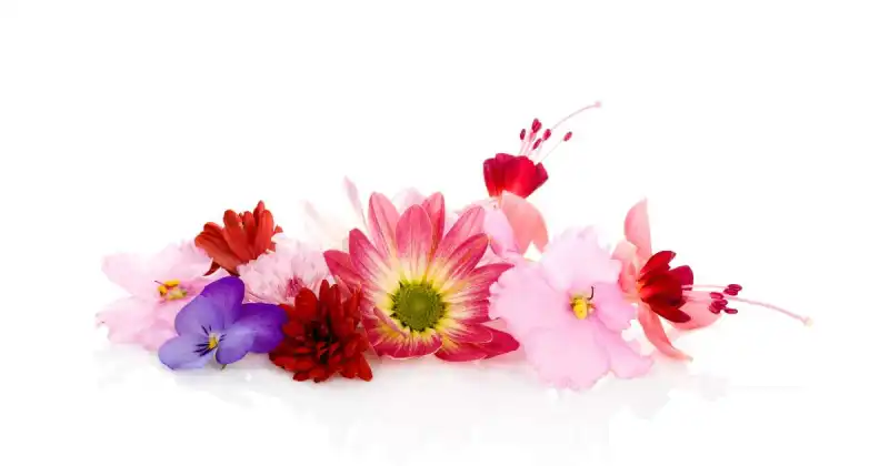 how to grow edible flowers