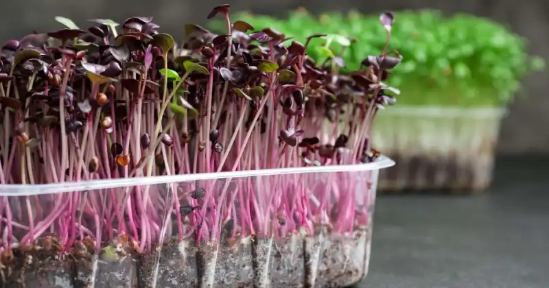 how to grow microgreens in soil