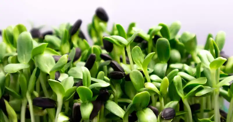 how to grow microgreens in water