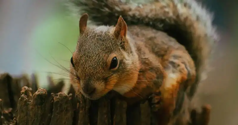 how to keep squirrels away naturally