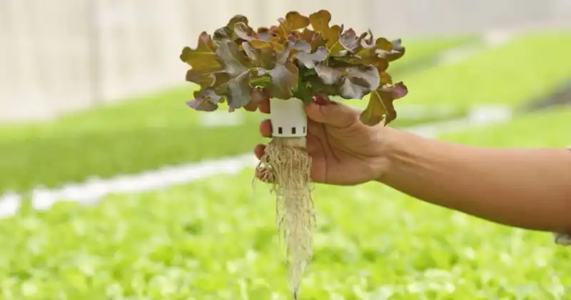 hydroponic microgreens
