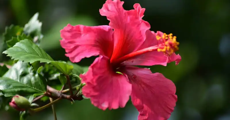 is hibiscus flower edible