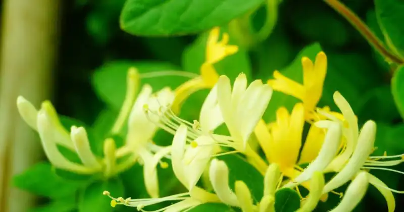 is honeysuckle flower edible