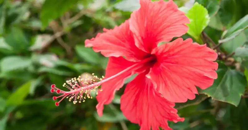is it safe to eat hibiscus flowers