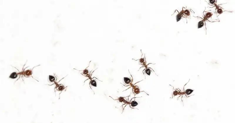what eats ants