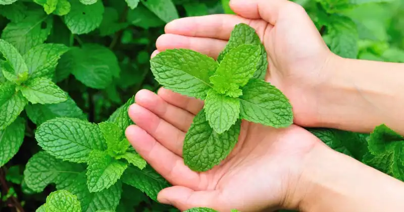 what grows well with mint