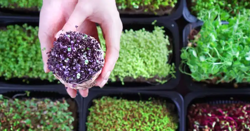 what happens if you let microgreens grow