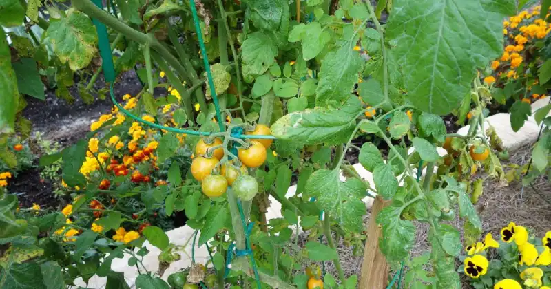 what is companion planting