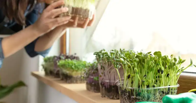 what microgreens can i grow at home
