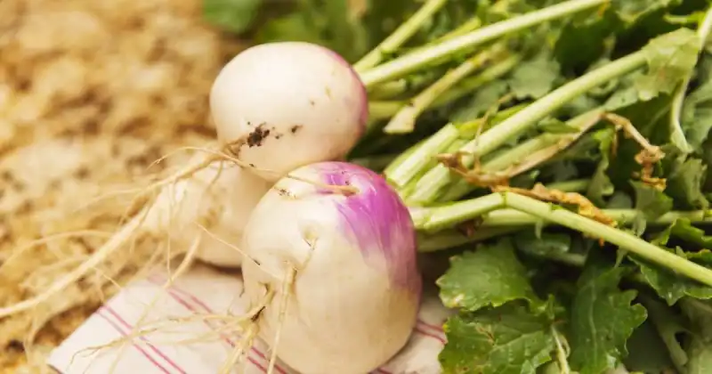 what not to plant with turnips