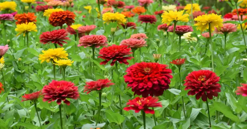 what to plant with zinnia