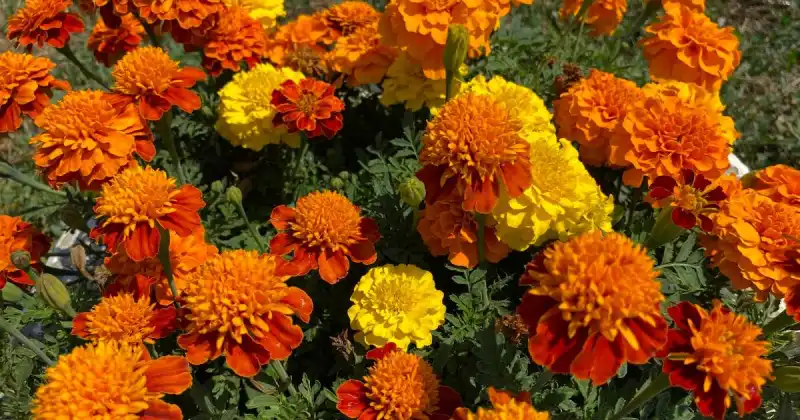 which marigolds are edible