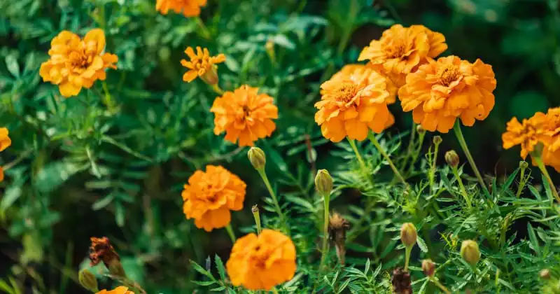 which marigolds are not edible