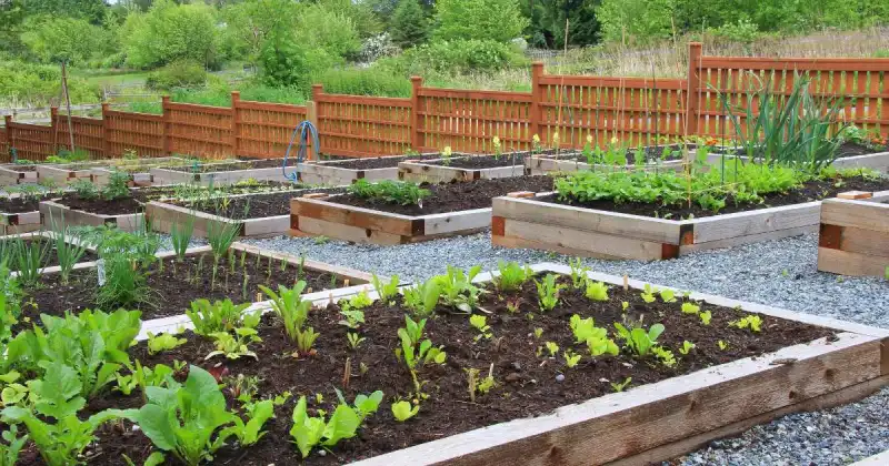 why community gardens are important