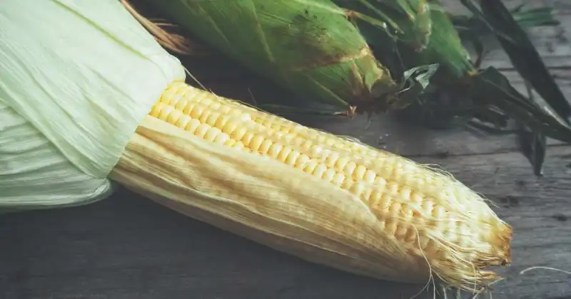 are corn husks compostable
