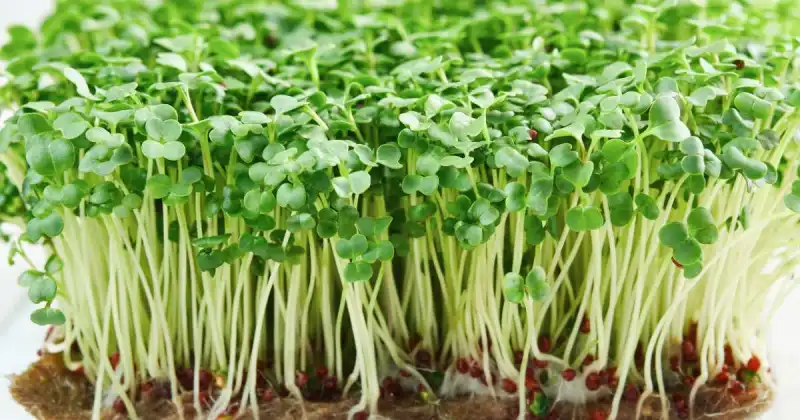 broccoli microgreens nutrition vs broccoli