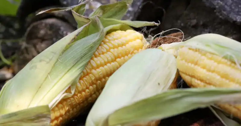 can i compost corn cobs