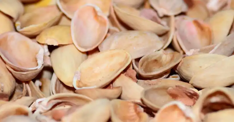 can you compost pistachio shells in the garden