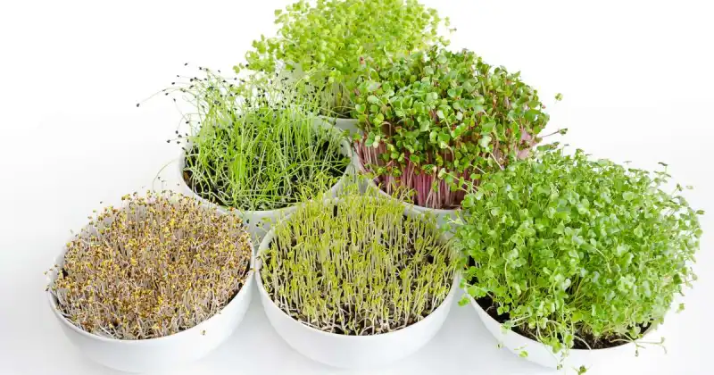 difference between microgreens and sprouts