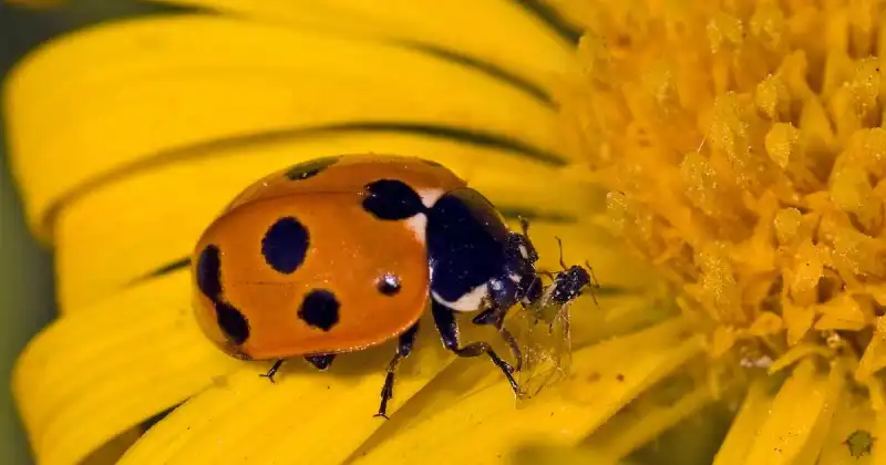 does ladybugs eat mealybugs