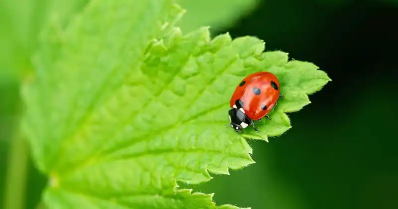 how long does it take ladybugs to eat spider mites