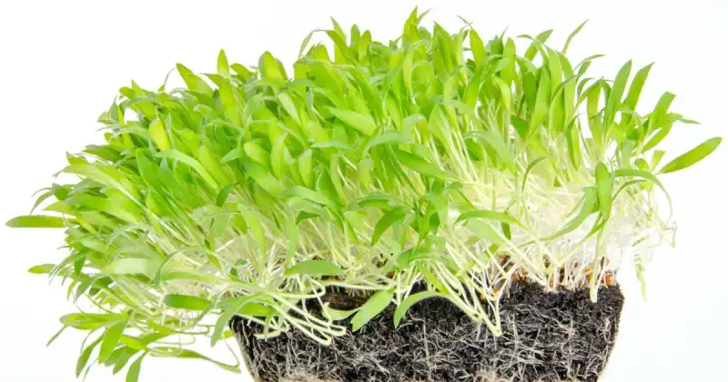 how much soil do microgreens need
