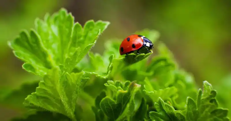 how to attract ladybugs to a ladybug house