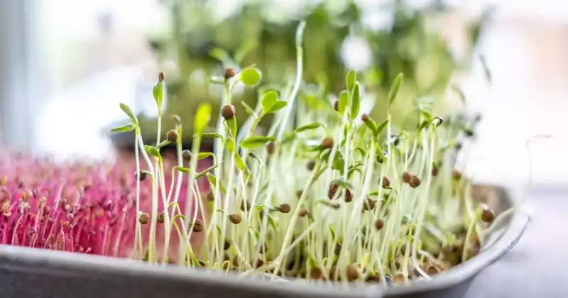 how to grow amaranth microgreens