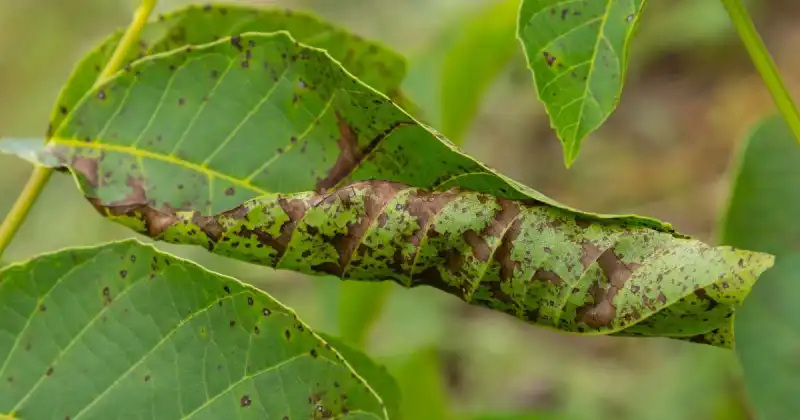 how to identify harmful fungal diseases in your vegetable garden