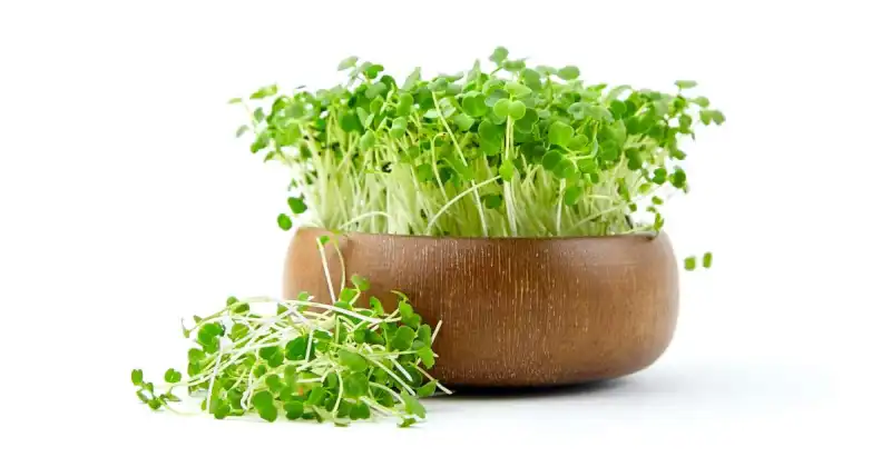 microgreens sprouts