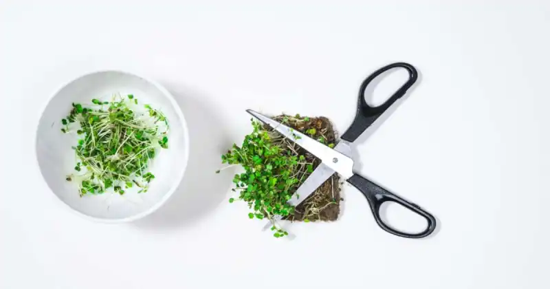 microgreens that grow back after cutting